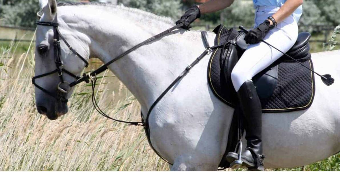 Sull'uso della frusta a cavallo: ISES informa - EQUESTRIAN INSIGHTS