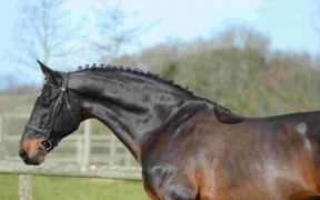 Ci ha lasciato Kannan 1