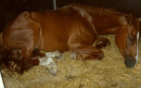 Colica del cavallo: (tante) cose da fare e anche da evitare, ecco quali