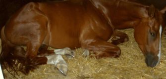 Colica del cavallo: (tante) cose da fare e anche da evitare, ecco quali