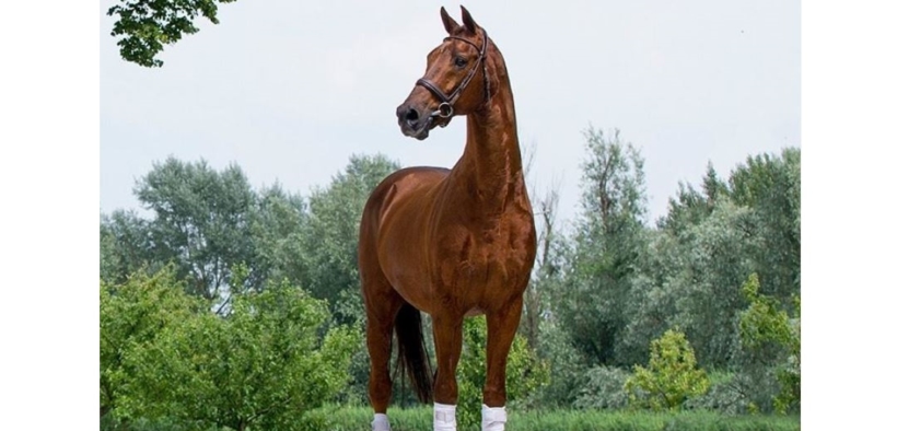 Dressage: addio allo stallone Jazz, il padre più significativo per il libro genealogico KWPN,