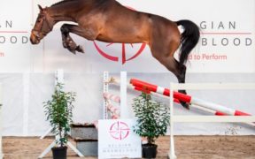 Il 18 gennaio in scena a Lier la BWP Top Stallion Auction