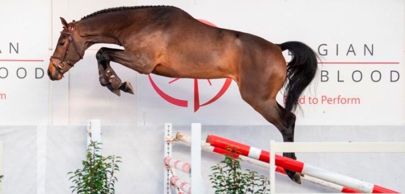 Il 18 gennaio in scena a Lier la BWP Top Stallion Auction