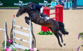 Lo stallone Argento ritirato dallo sport