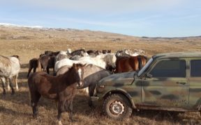 Tra gli indomabili "Kalaša", i cavalli selvaggi della Bosnia Erzegovina