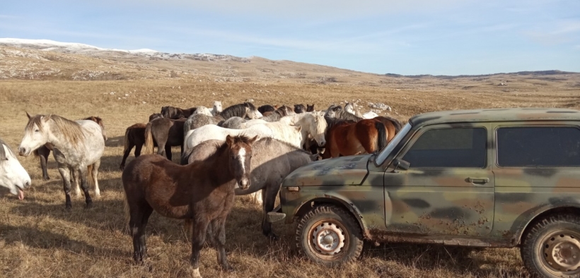Tra gli indomabili "Kalaša", i cavalli selvaggi della Bosnia Erzegovina