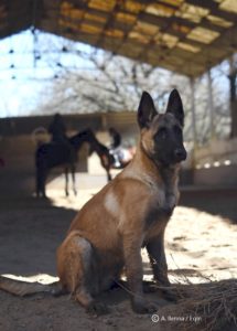 Cani liberi in scuderia, i responsabili si attivano: troppi rischi, disagi e problemi 1