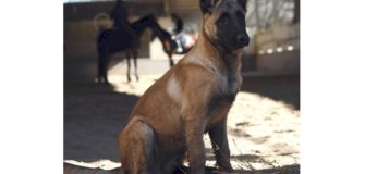 Cani liberi in scuderia, i responsabili si attivano: troppi rischi, disagi e problemi