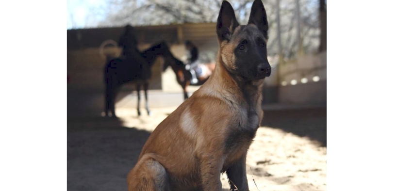 Cani liberi in scuderia, i responsabili si attivano: troppi rischi, disagi e problemi