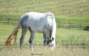 E' possibile confrontare il proprio cavallo con altri? Sì, grazie ad E-BARQ (Equine Behavior Assessment Research Questionnaire) 1