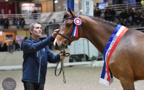 Giovani cavalli: Hors Norme du Lavoir n.1 tra gli stalloni Selle Français