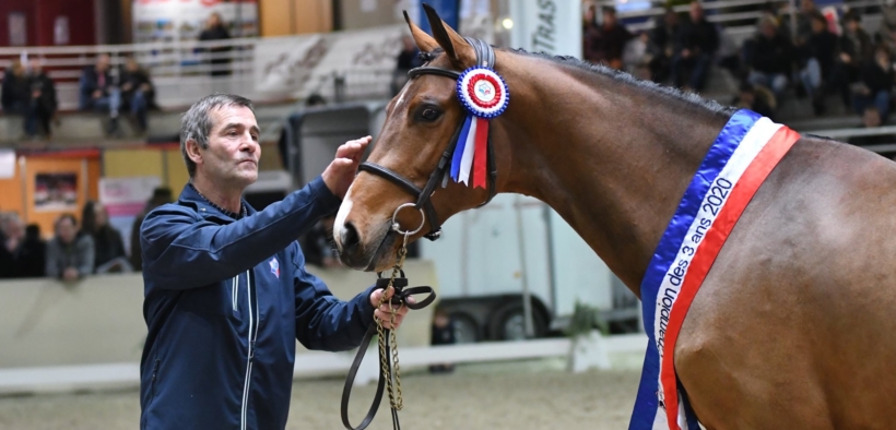 Giovani cavalli: Hors Norme du Lavoir n.1 tra gli stalloni Selle Français