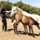 Horsemanship con i puledri: L’esperienza del Rancho de Los Cielos