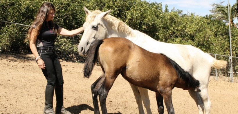 Horsemanship con i puledri: L’esperienza del Rancho de Los Cielos