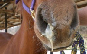 L'herpes virus equino preoccupa la FEI