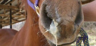 L'herpes virus equino preoccupa la FEI