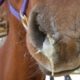 L'herpes virus equino preoccupa la FEI
