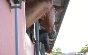 Quando i cavalli nitriscono... troppo