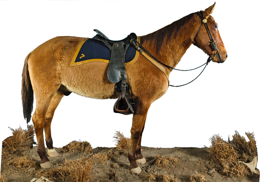 Comanche: il cavallo sopravvissuto alla battaglia di Little Big Horn 1