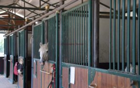 Coronavirus, è emergenza per molti pony e cavalli della scuola