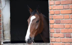 Coronavirus: in scuderia solo e unicamente per provvedere alle cure e alla salute del cavallo