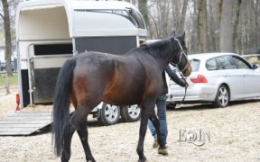 COVID-19: Chiarimenti sullo spostamento degli equidi