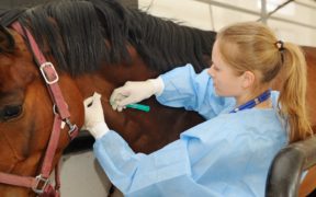 COVID-19 - Equestrians, così non va: lasciate in pace i veterinari 2
