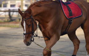 FISE nella lettera aperta ai tesserati: NON si può montare o muovere i cavalli