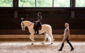 I cavalli lipizzani proposti all'UNESCO