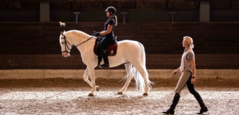 I cavalli lipizzani proposti all'UNESCO