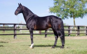 L'Arc de Triomphe è arrivato in Italia