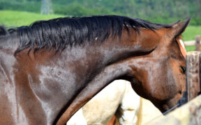 Ancora 3 morti di cavalli a Volterra (Italian Horse Protection)