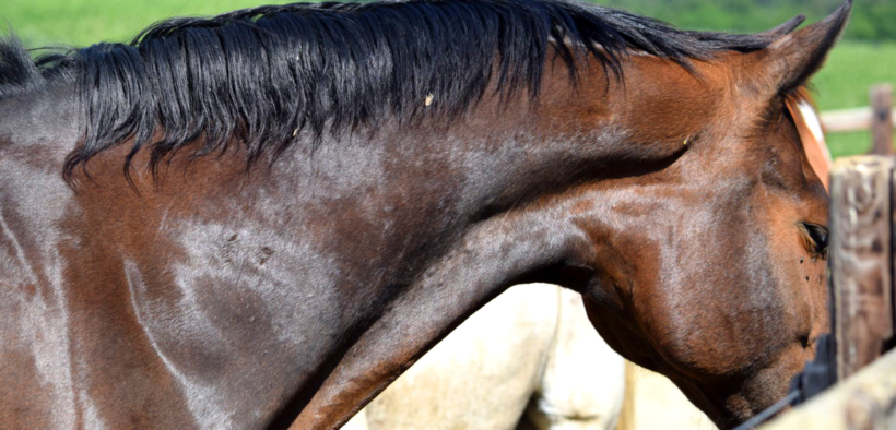 Ancora 3 morti di cavalli a Volterra (Italian Horse Protection)