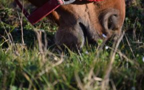 Alla scoperta della bocca del cavallo: 2
