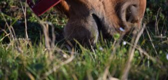 Alla scoperta della bocca del cavallo: 2