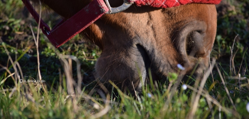 Alla scoperta della bocca del cavallo: 2