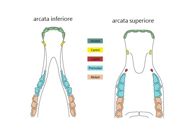 Alla scoperta della bocca del cavallo: