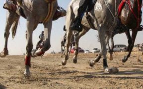 Capezzine ed imboccature troppo severe nell'endurance: interviene il Tribunale FEI