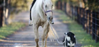 Cavalli e cani s'intendono nel divertirsi insieme