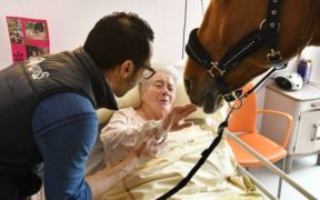 Coronavirus: avremmo bisogno tutti del dottor Peyo, il cavallo taumaturgico