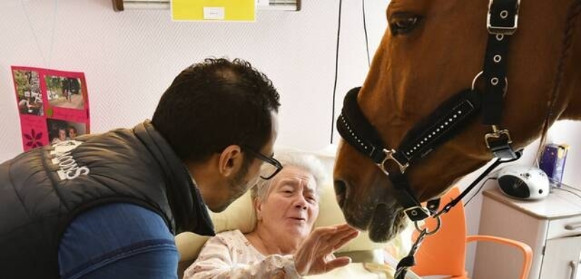 Coronavirus: avremmo bisogno tutti del dottor Peyo, il cavallo taumaturgico