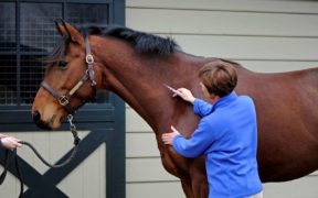 E' tempo di vaccino vs. West Nile Virus: è già allarme dalla Germania
