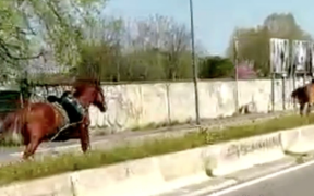 Ecco cos'è successo ai cavalli in fuga sul viale dell'aeroporto di Linate [video]