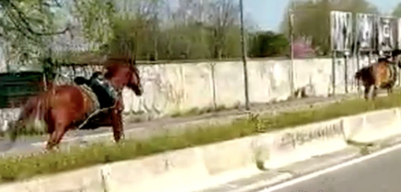Ecco cos'è successo ai cavalli in fuga sul viale dell'aeroporto di Linate [video]