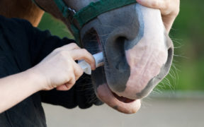 Emergenza COVID-19: un farmaco "per cavalli" potrebbe salvare l'umanità?