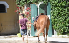 FISE chiede al Ministero della Salute la possibilità di accesso ai Circoli