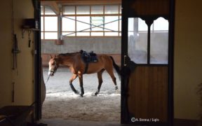 FISE, prime misure a sostegno degli sport equestri