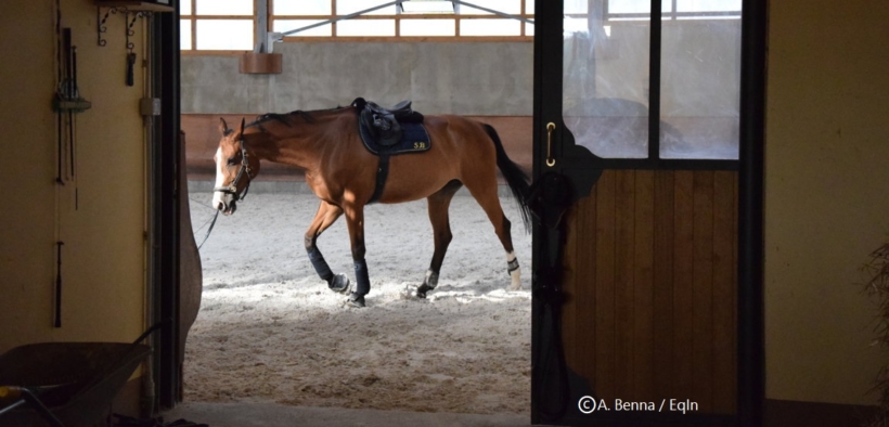 FISE, prime misure a sostegno degli sport equestri