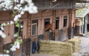FISE: priorità chiare per fronteggiare l'emergenza degli sport equestri