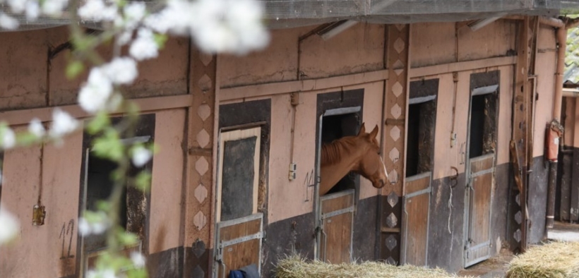 FISE: priorità chiare per fronteggiare l'emergenza degli sport equestri